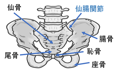 骨盤の画像