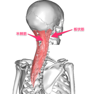 首のつけ根の筋肉画像