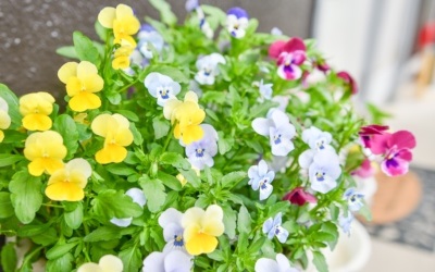 入口のお花の画像