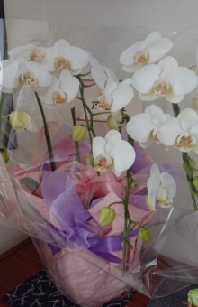 茂呂葉より開院祝いのお花の画像